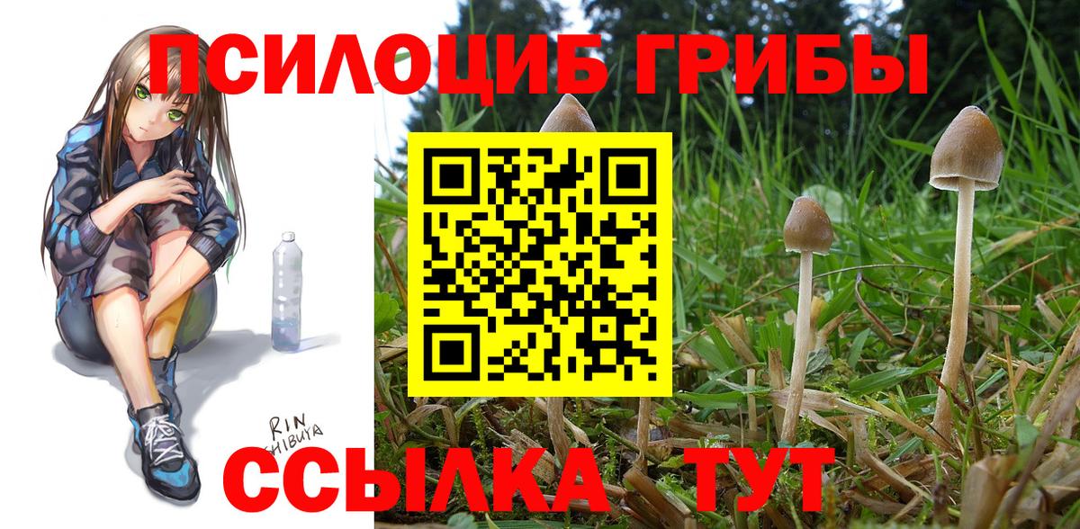 Кизилюрт  Галлюциногенные грибы GOLDEN TEACHER  Вход с VPN 